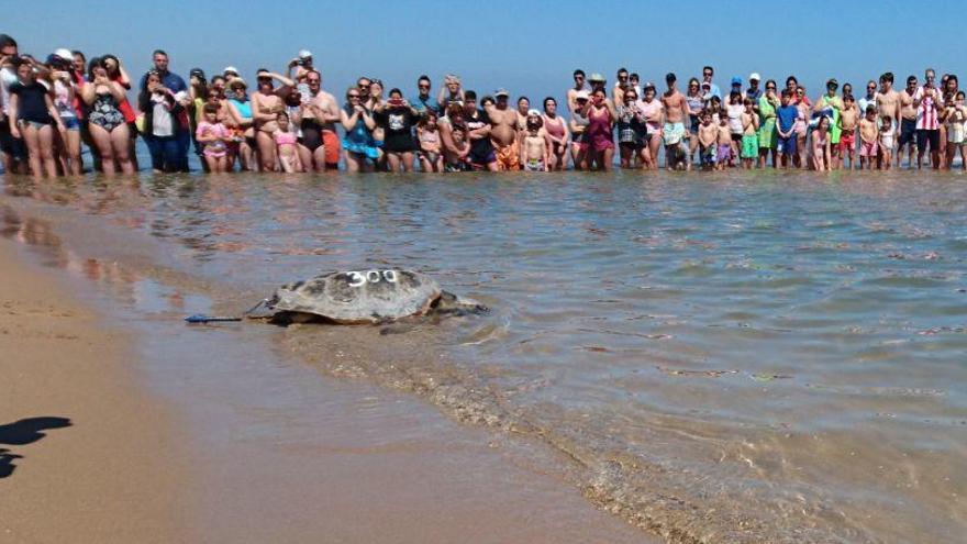 Cinco tortugas recuperadas en el Oceanogràfic son devueltas al mar en Gandia