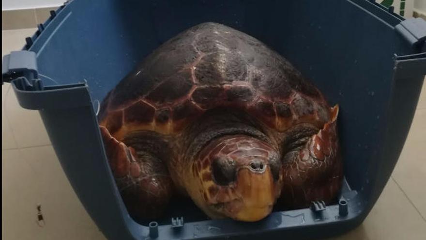 La Guardia Civil rescata una tortuga boba herida