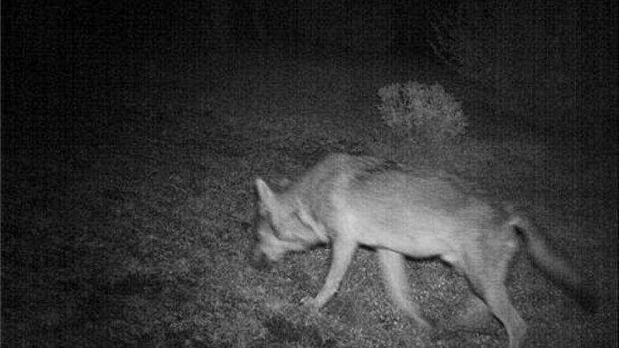 Ganaderos y sindicatos agrarios piden apoyo frente al lobo