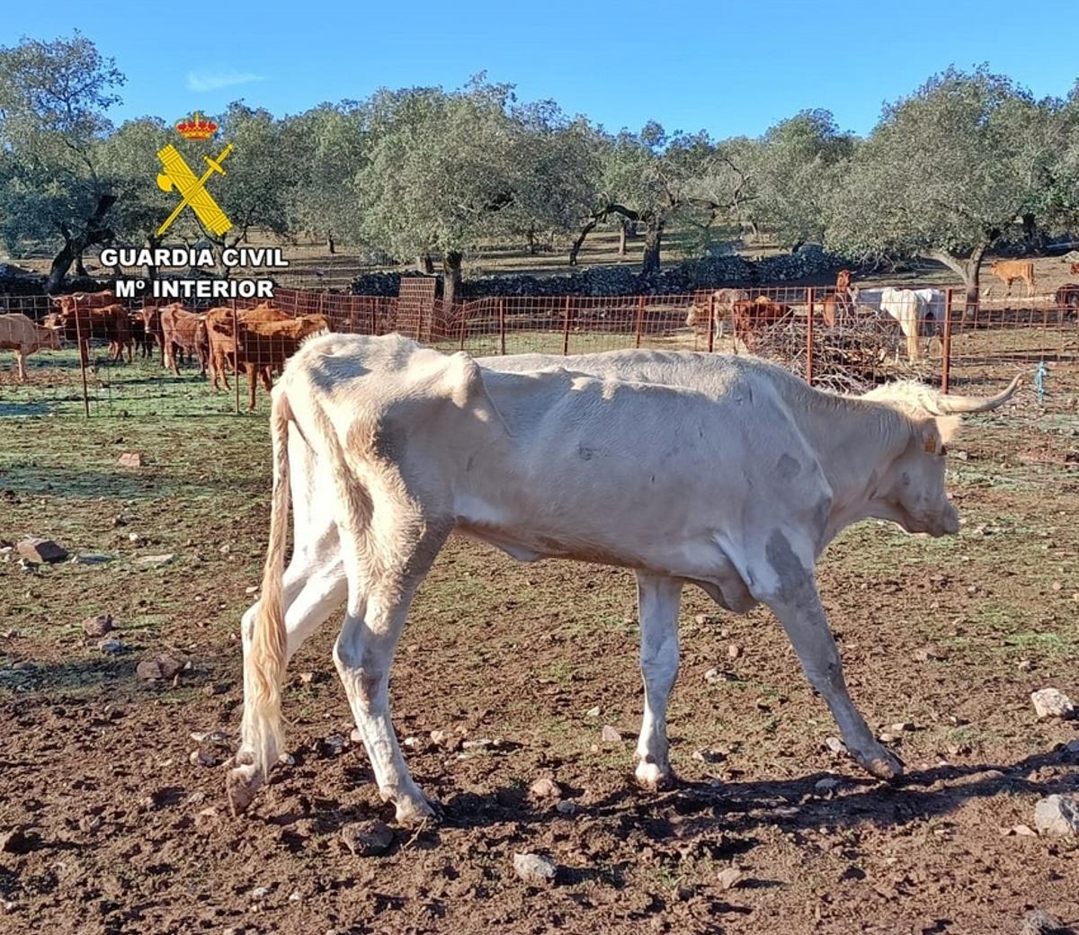 Los animales, escuálidos, en la explotación ganadera.