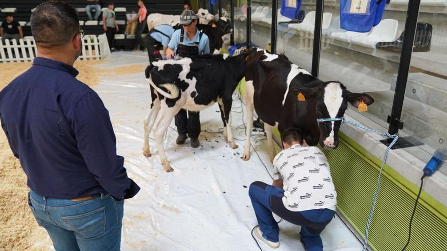 Dos vacas de Vila de Cruces, entre las más lecheras de Galicia