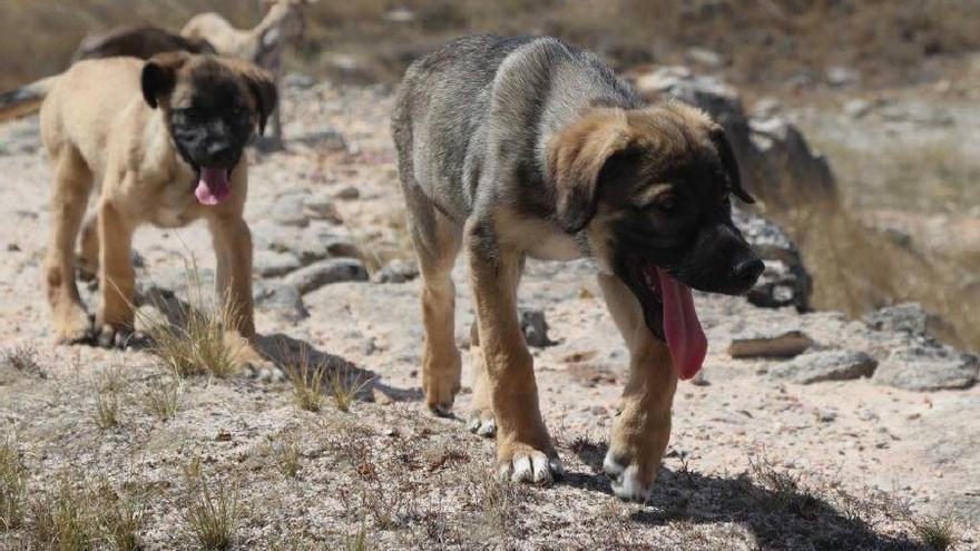 Perros de la protectora Scooby de Zamora.