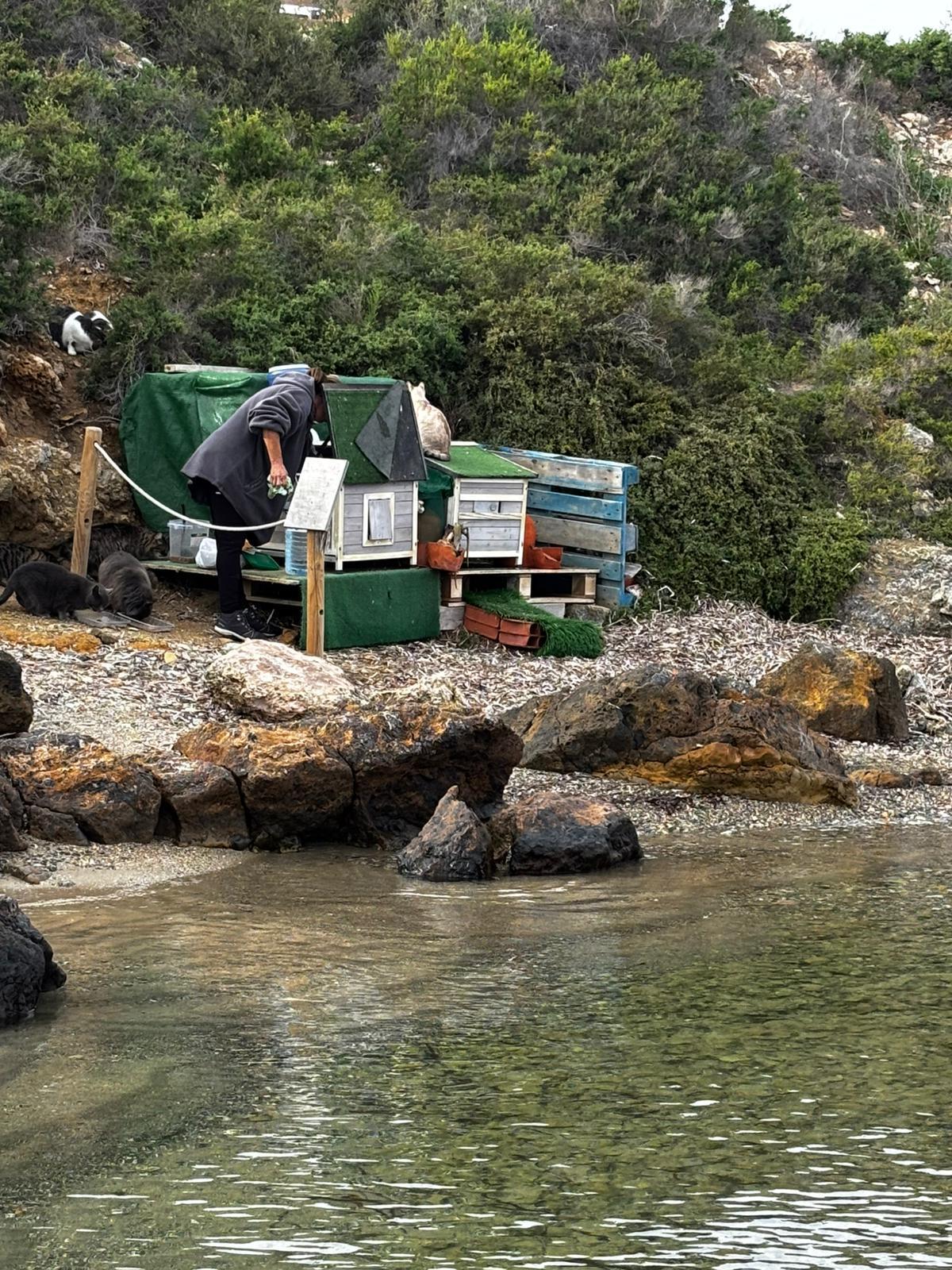 Habitantes de Tabarca aseguran que ellos son muy respetuosos con los gatos