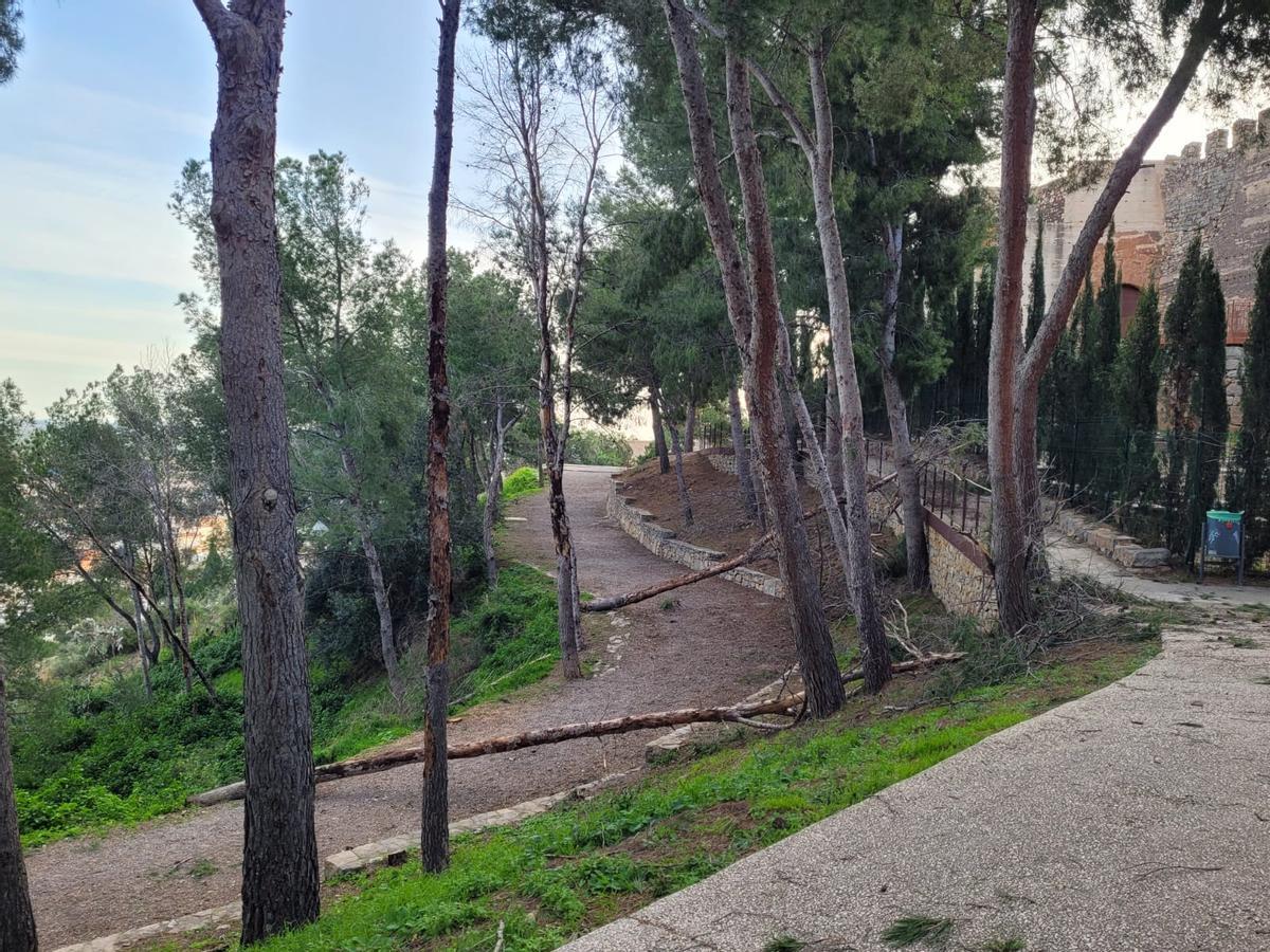 Pinos caídos en la senda durante el reciente temporal de viento.