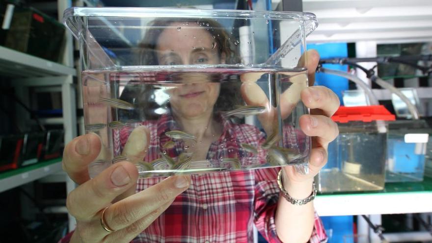 Beatriz Novoa, con una muestra de peces cebra. // R. Grobas