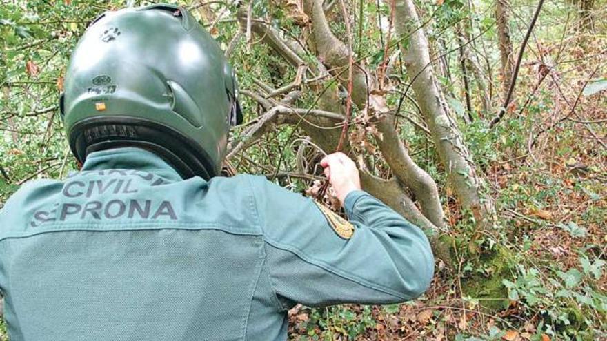 Un agente del Seprona desmonta un lazo en el coto de Langreo.