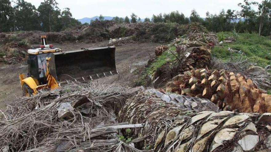 Una excavadora mueve restos de palmeras afectadas por la plaga en el &quot;punto verde&quot; de Coruxo. // A. Irago