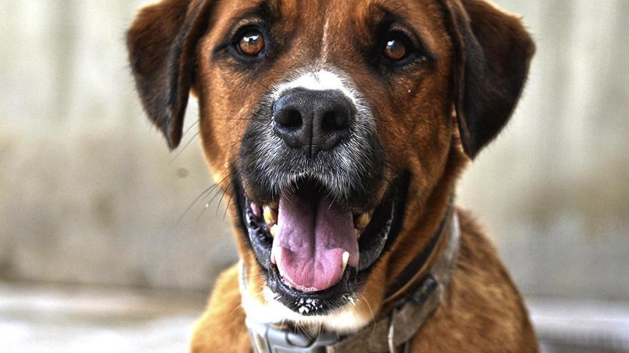 Este domingo 16 será el desfile para adoptar perros abandonados de A.U.P.A y BIOPARC