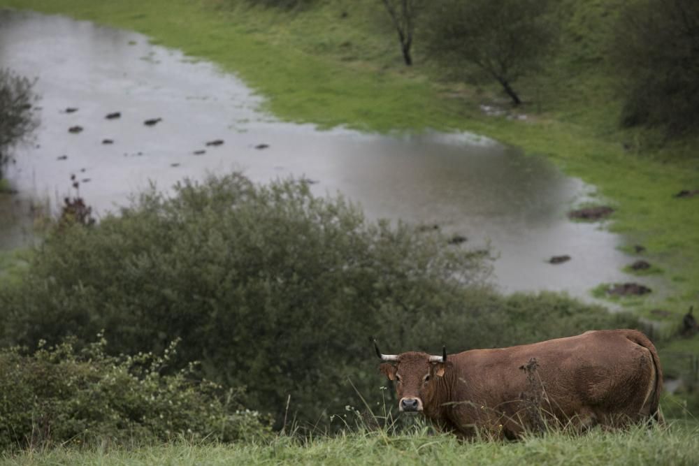 Temporal en Asturias: Las intensas lluvias dejan ríos desbordados y carreteras cortadas en el Oriente