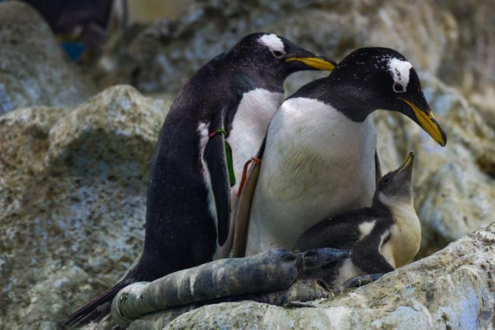 'Baby boom' de pingüinos en Loro Parque