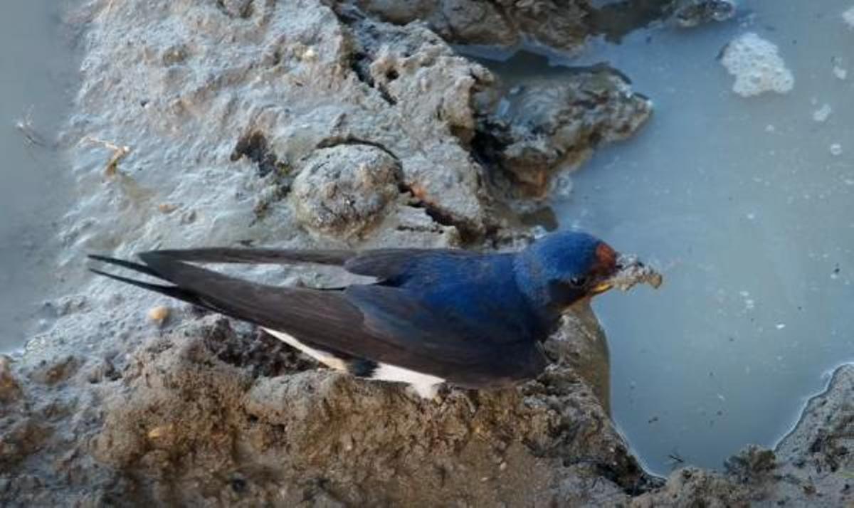 Una golondrina, con un pedazo de barro en su pico para construir el nido