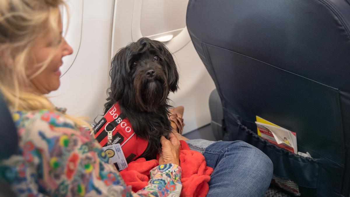 Perro cómodo junto a su dueña en el avión