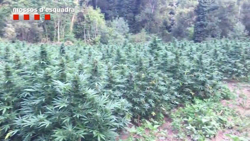 Plantació de Marihuana a Vilademuls