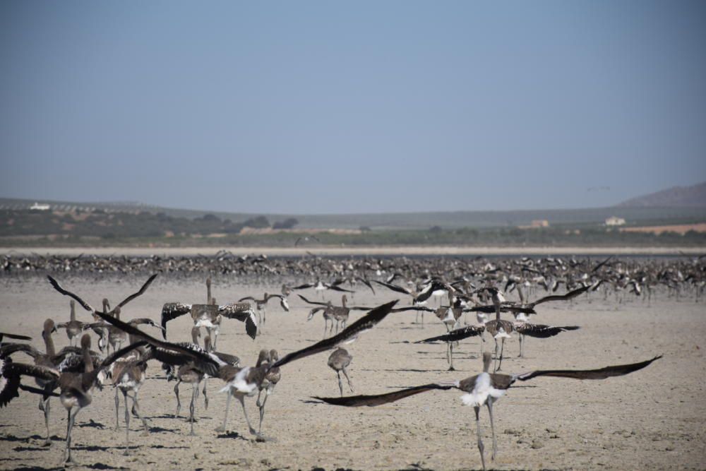 Quinientos voluntarios ayudan al anillamiento de 600 pollos de flamencos en una laguna con escasez de agua