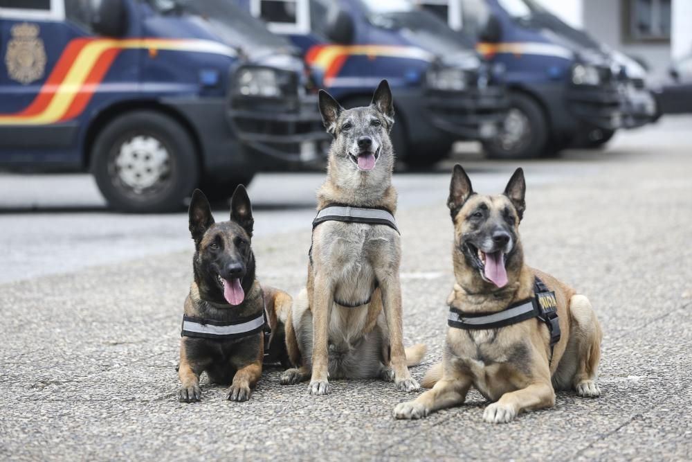 "Lúa" la perra policía