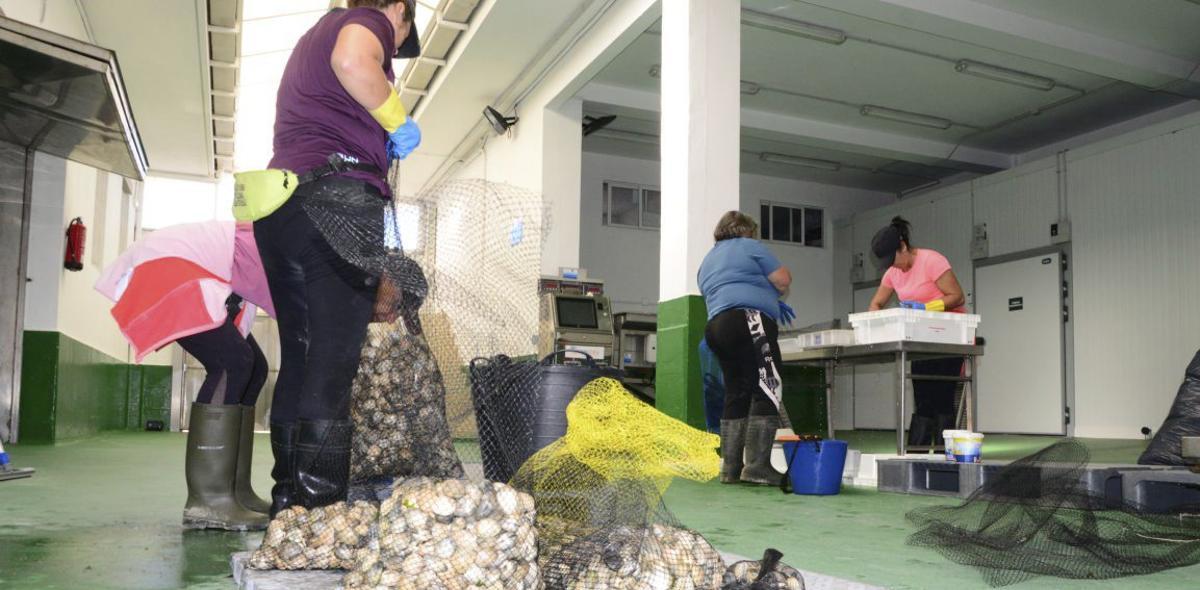 Pesaje de bivalvos
en la lonja de Moaña. 
 |  G. Núñez