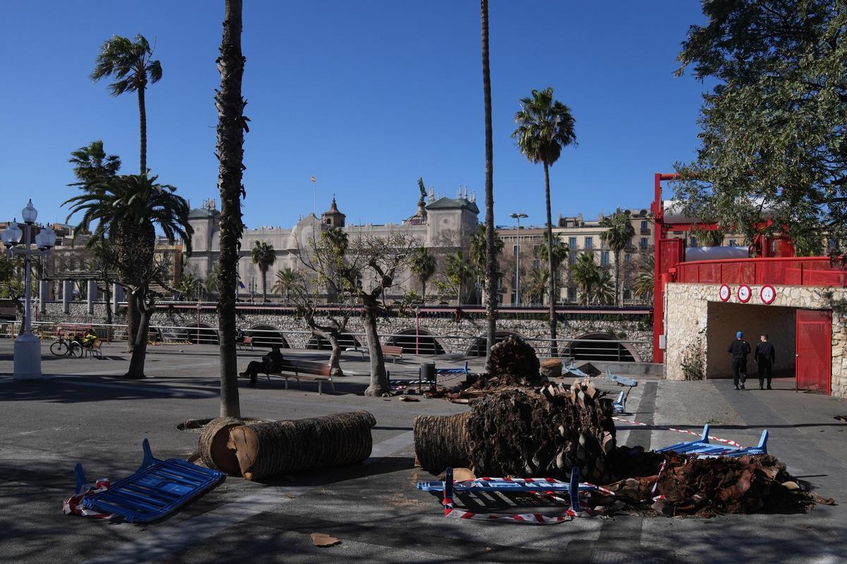 Trozos de palmeras en el suelo durante el temporal por viento en Barcelona.