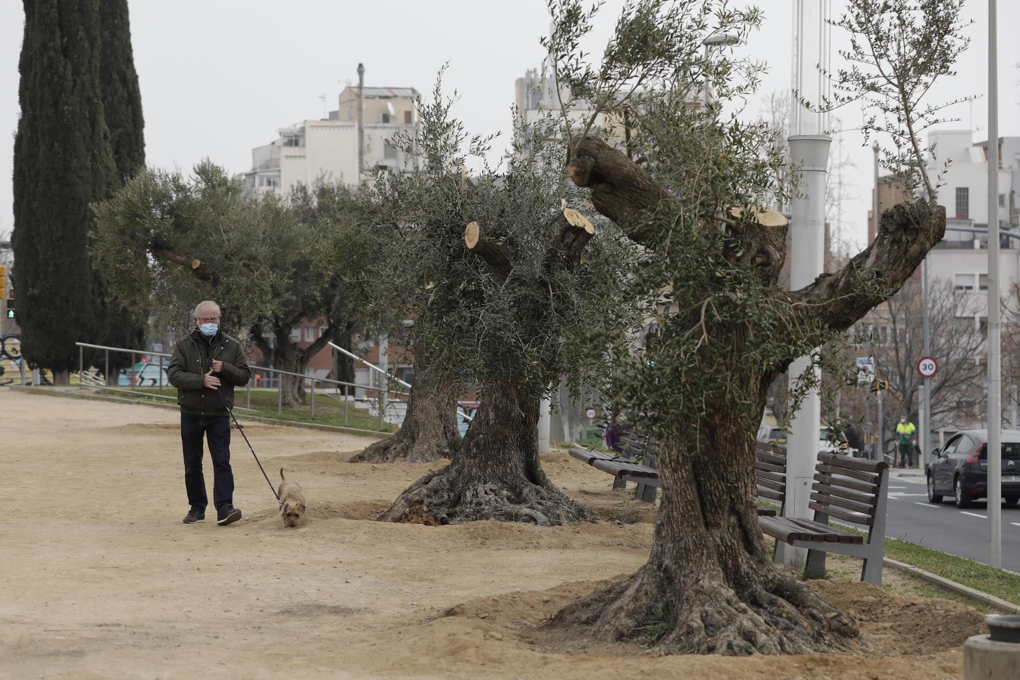 Olivos centenarios del Guinardó