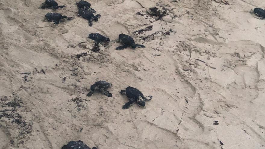 El aumento de temperaturas hace que haya más puestas de tortugas en Baleares