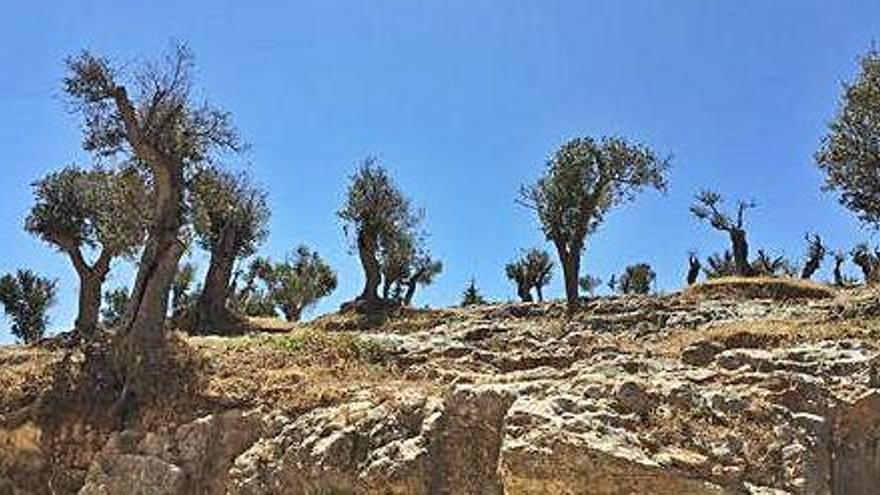 Investigan un tipo de almendro resistente a la &#039;xylella&#039;