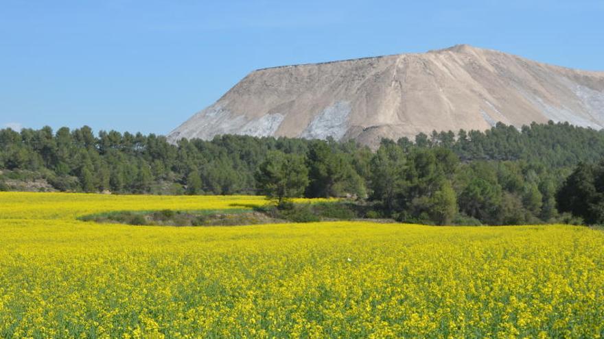 El runam del Cogulló de Sallent.