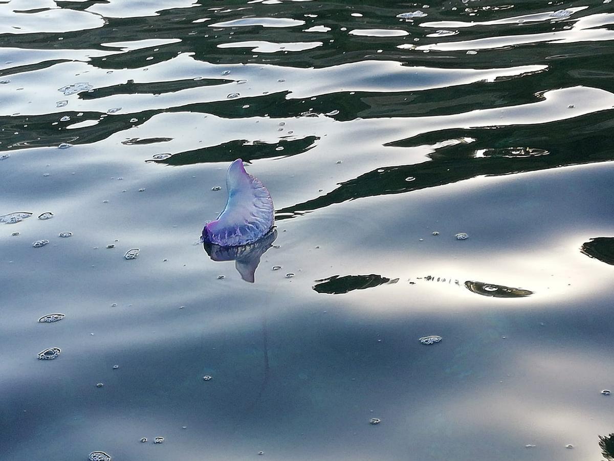 Una carabela portuguesa, en el agua de Benissa, en 2018