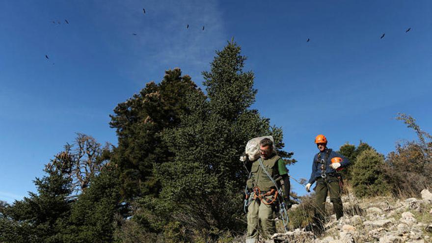 La Sierra de las Nieves, a punto de ser parque nacional, es conocida especialmente por sus pinsapos, una especie endémica.