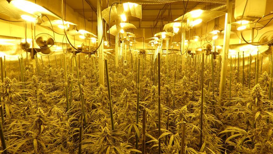 Enxampats amb gairebé 3.000 plantes de marihuana a les mans, a Manresa