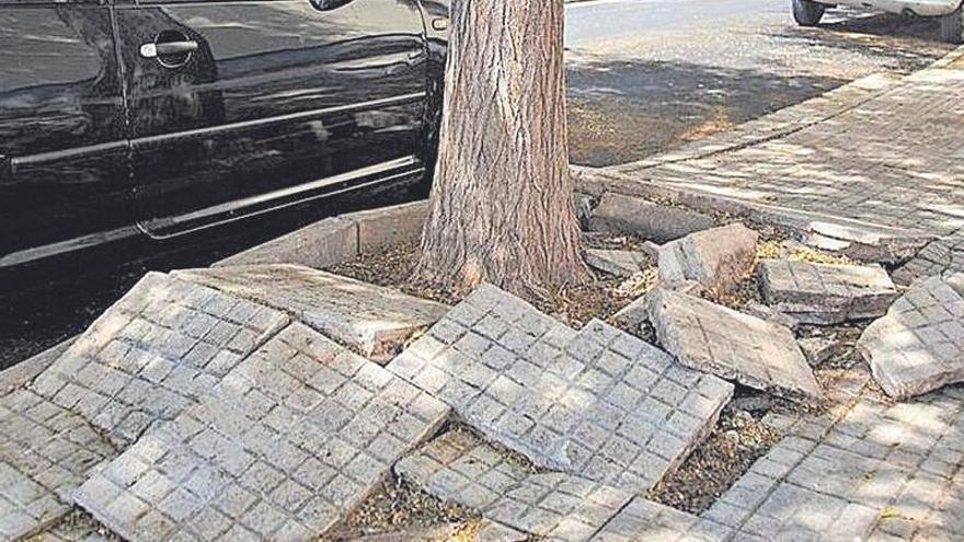 Las raíces de un árbol levantan la acera en una calle de Palma.