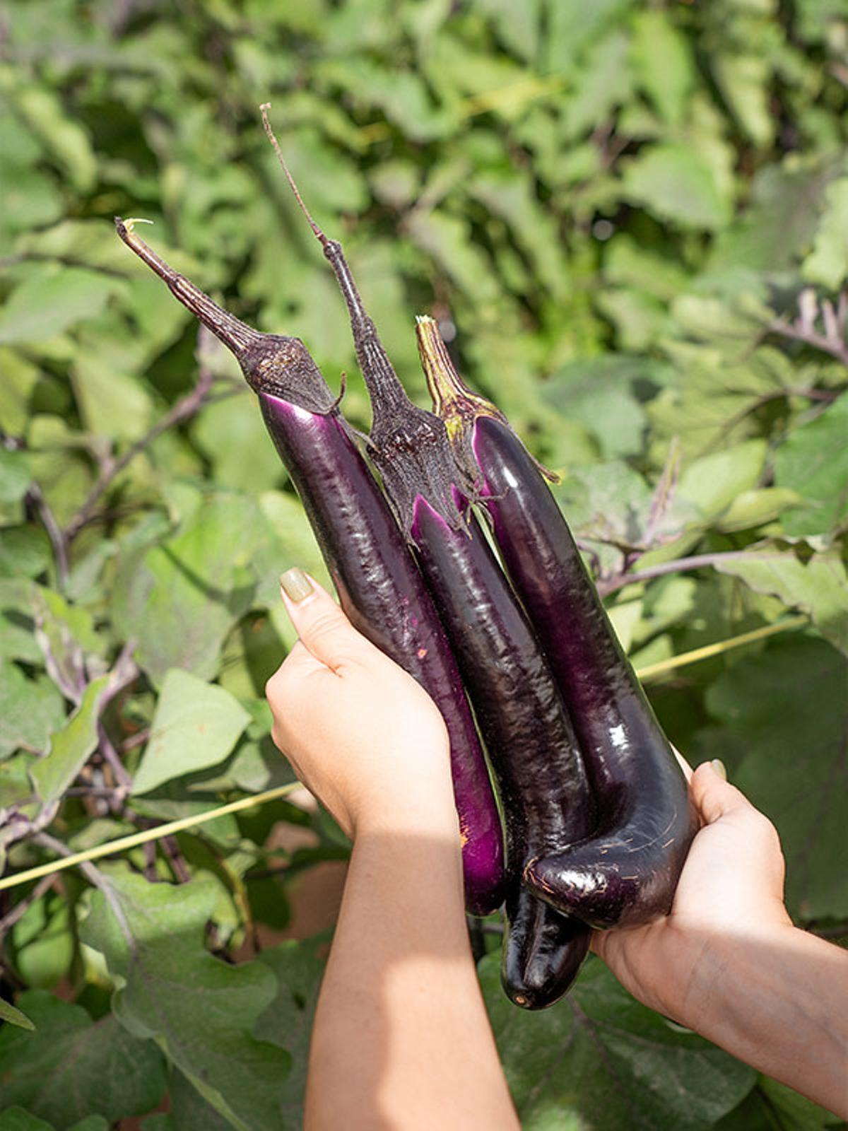 La berenjena de origen chino se produce en terrenos aronosos en El Perelló.