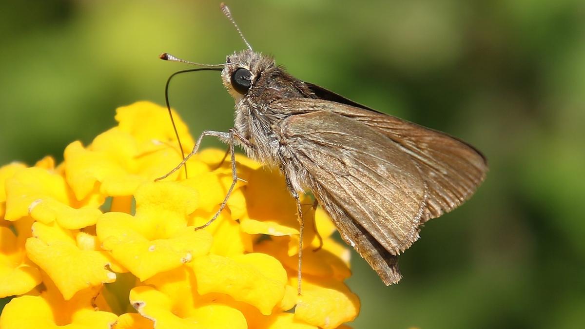 La 'veloz balear' es una de las especies incluidas