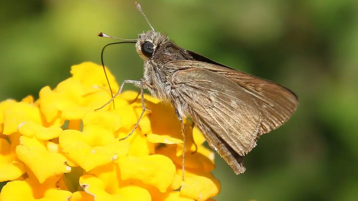 Cinco especies de mariposas se suman a la lista de especies amenazadas en España