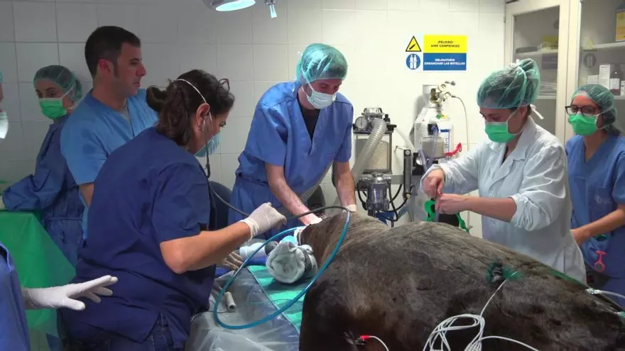 Realizan una operación complicada a una leona marina en el Oceanogràfic