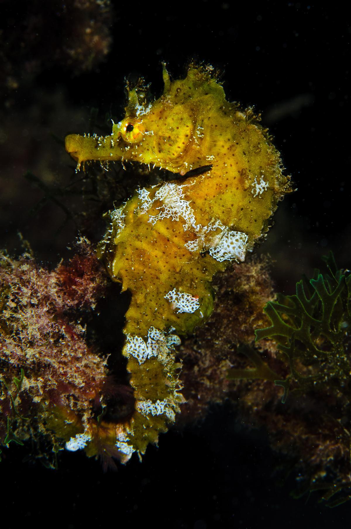 Imagen de caballito de mar de hocico corto (Hippocampus hippocampus).