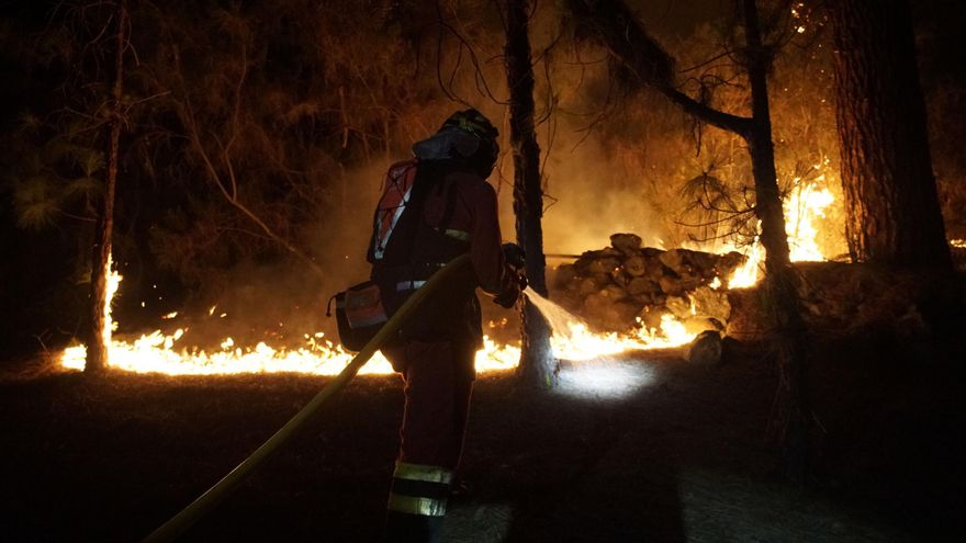 The Tenerife fire will not impact the Canary Island pine, a species “adapted to fire”