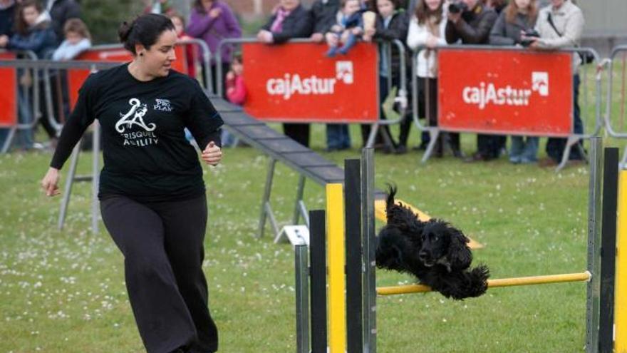 Participante en una de las exhibiciones de habilidades caninas celebradas en el pabellón de La Magdalena.