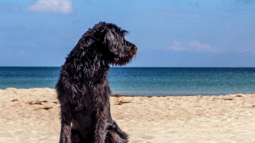 Aspectos a tener en cuenta cuando vas a la playa con tu perro