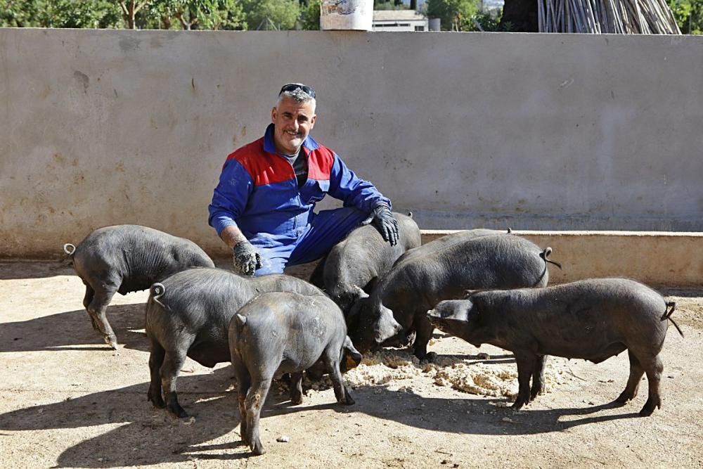 Auf Can Frau in Son Espanyol lässt Xisco Menguiano die Jungschweine unter Bäumen weiden und füttert gesunde Kost.