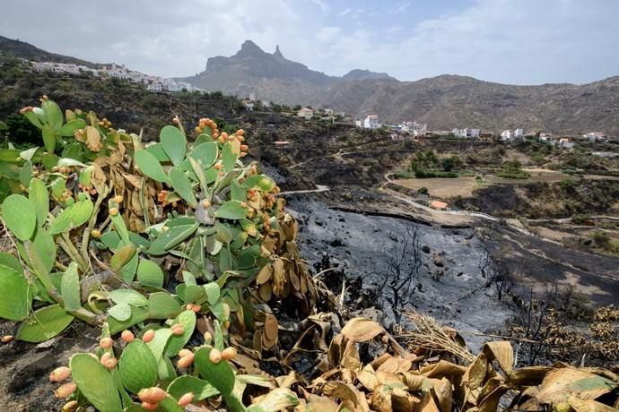 Restos del incendio en la cumbre  | 25/08/2019 | Fotógrafo: Tony Hernández