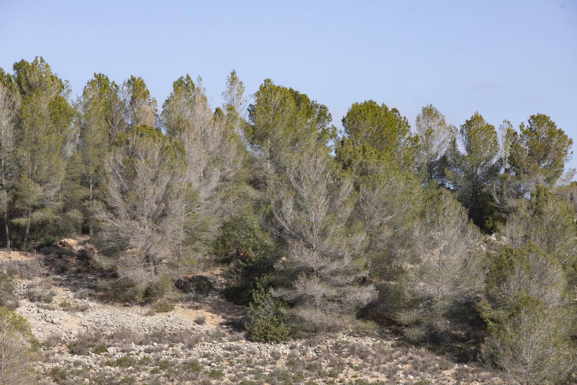 La procesionaria, una plaga que se expande en las zonas naturales