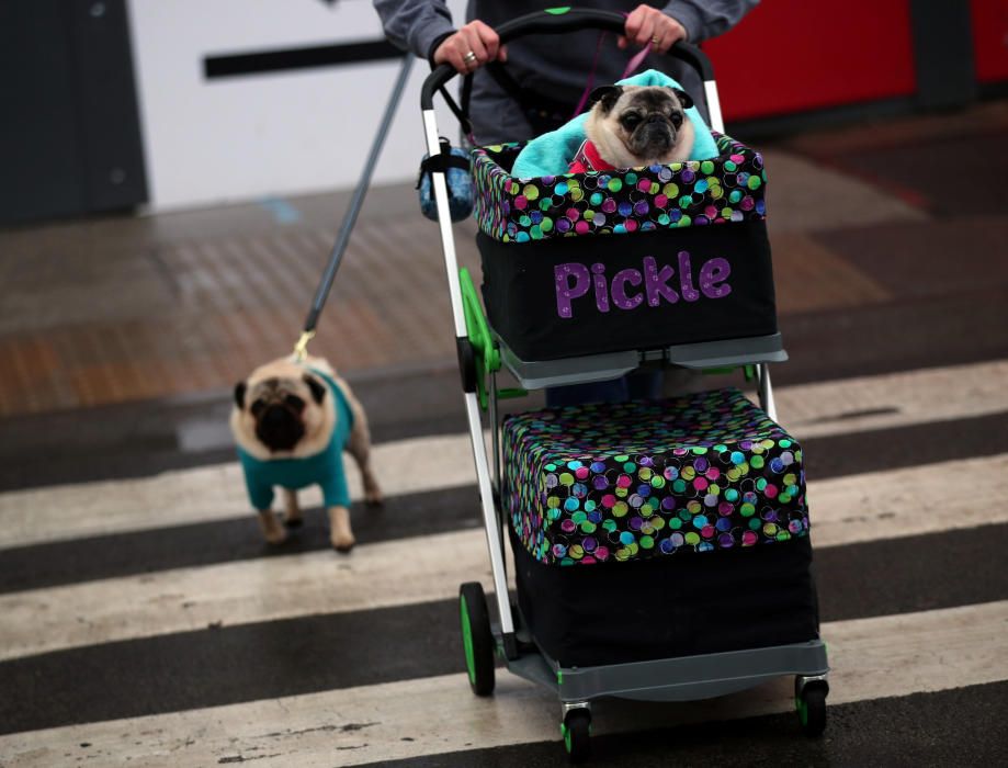 Crufts 2019: L'exhibició de gossos més gran del món