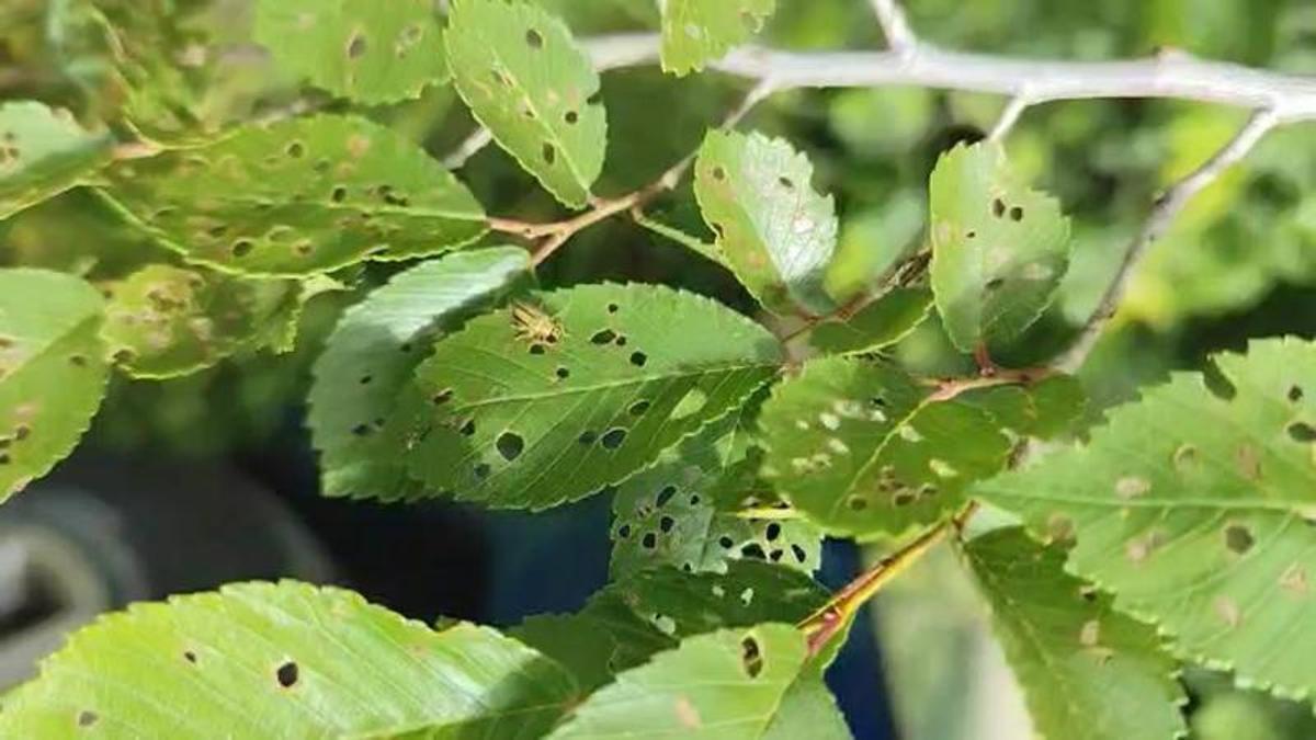 Un dels insectes i l'aspecte de les fulles afectades