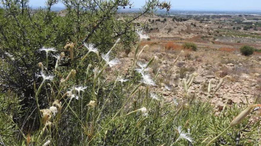 Una plantación de cítricos amenaza 76 hectáreas de terreno forestal de Elche