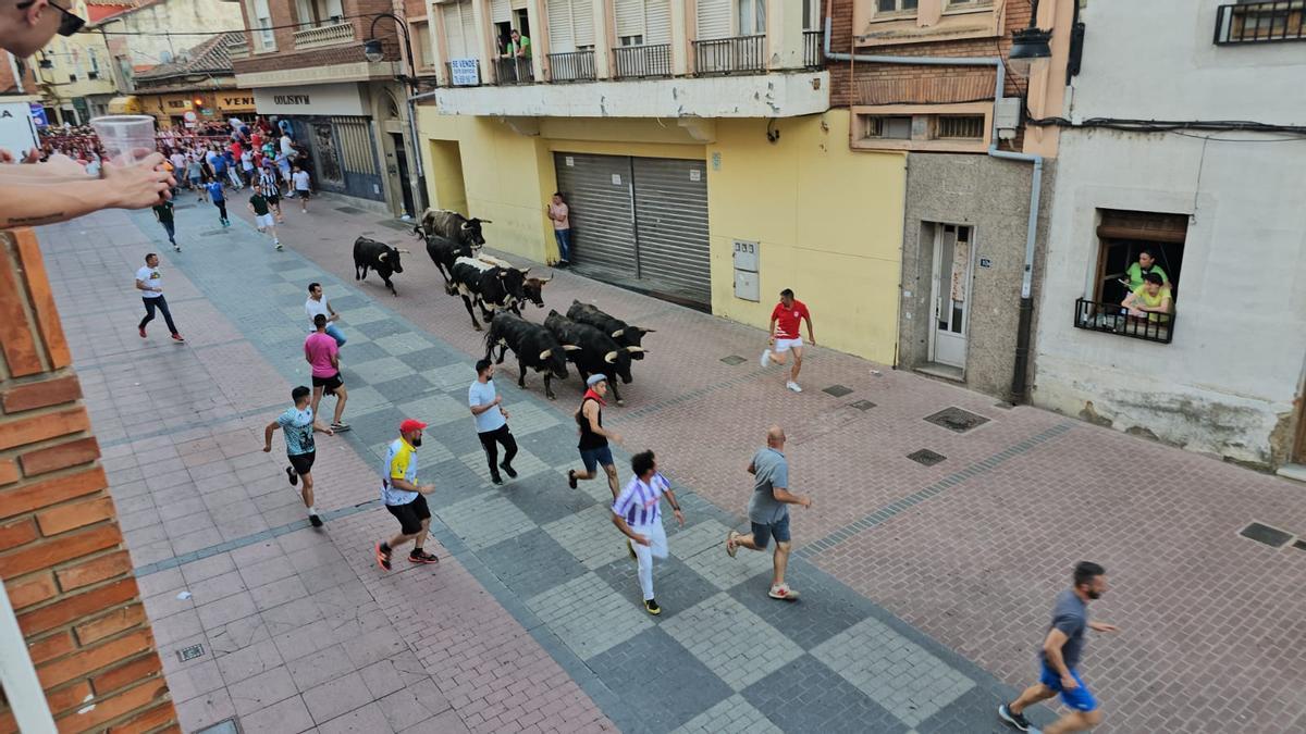 Encierro de novillos por el centro urbano.