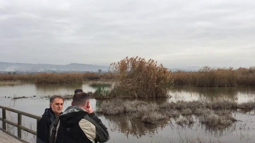 El Hondo triplica visitas en un lustro y recupera el nivel de nidificación de especies en peligro