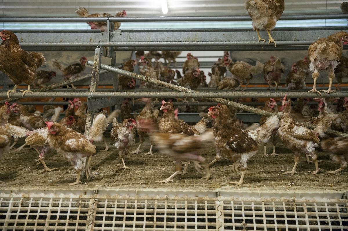 Granja de producció³n ecológica de huevos, en una imagen de archivo.