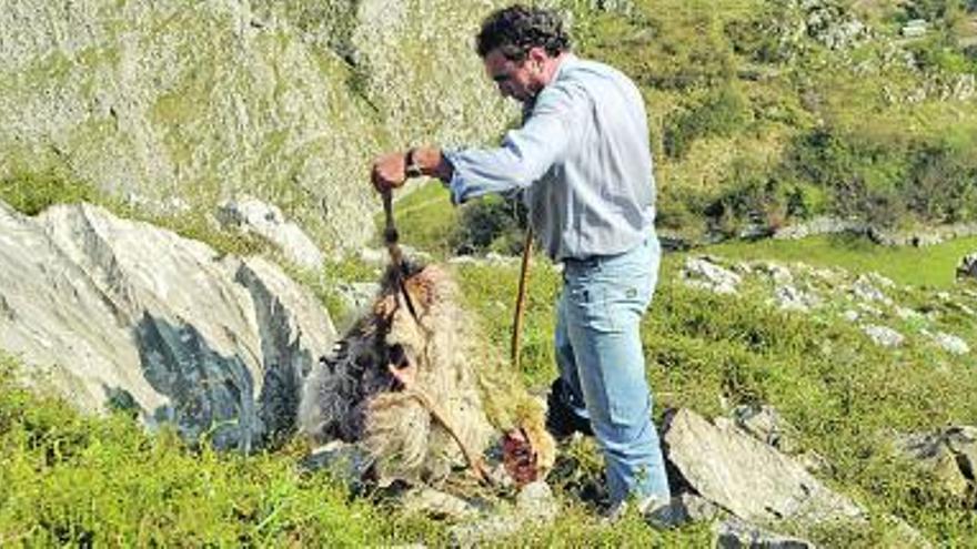 Un ganadero muestra una oveja muerta por el ataque de un lobo en la comarca.