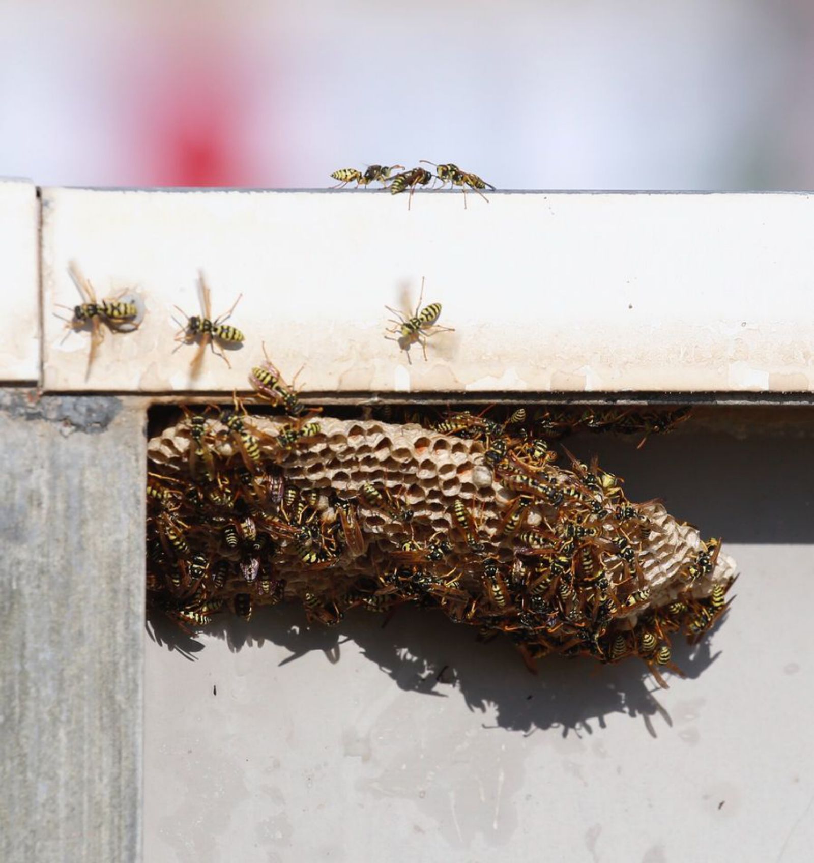 Colmena de abejas en un edificio.