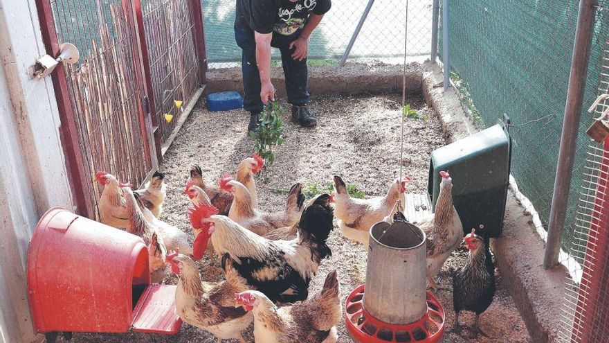 &quot;Hay más gallinas en Murcia sin registrar que registradas, contando con las de las naves industriales&quot;