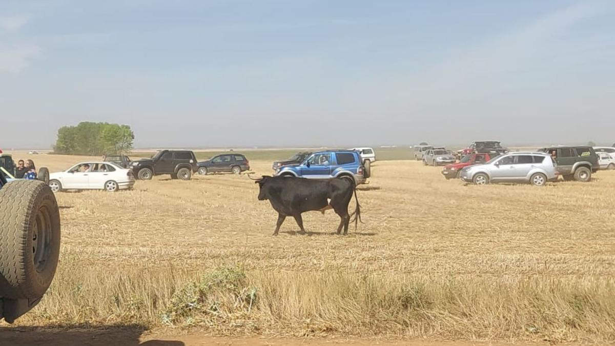 Encierro de ayer por la mañana. | C. G. R.